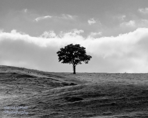 Tree in the Peak District, Black and White Infrared