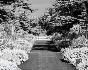 Woburn Gardens, Black and White Infrared