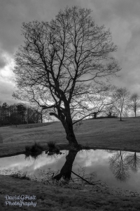 Winter Tree and Reflections, Black and White Infrared