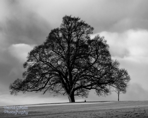 Oak Tree, Black and White Infrared