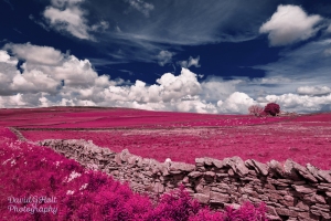 Summers Day in Teesdale, Color Infrared