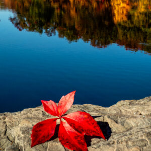 Red Leaf and Reflections Scenic Fine Art Print Wall Art