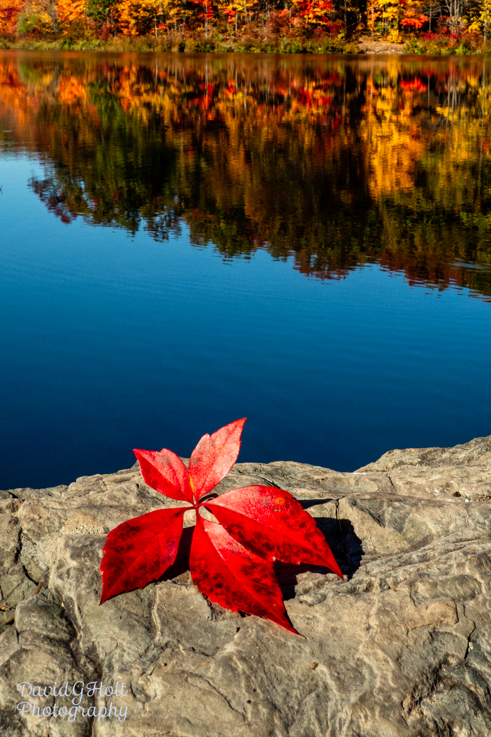 Red Leaf and Reflections Scenic Fine Art Print Wall Art
