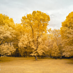 New England Trees in Infrared Scenic Fine Art Print Wall Art