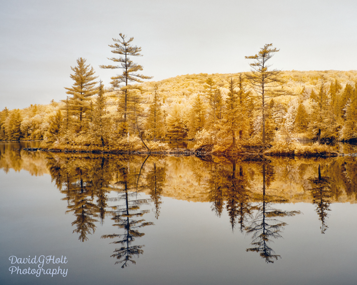 Tree Reflections in Infrared Scenic Fine Art Print Wall Art