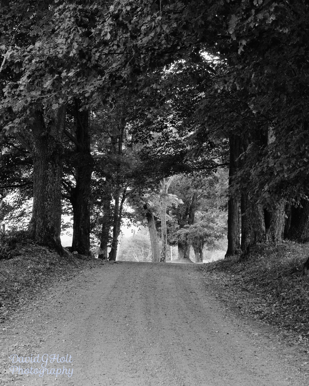 Road to the Trees Scenic Fine Art Print Wall Art